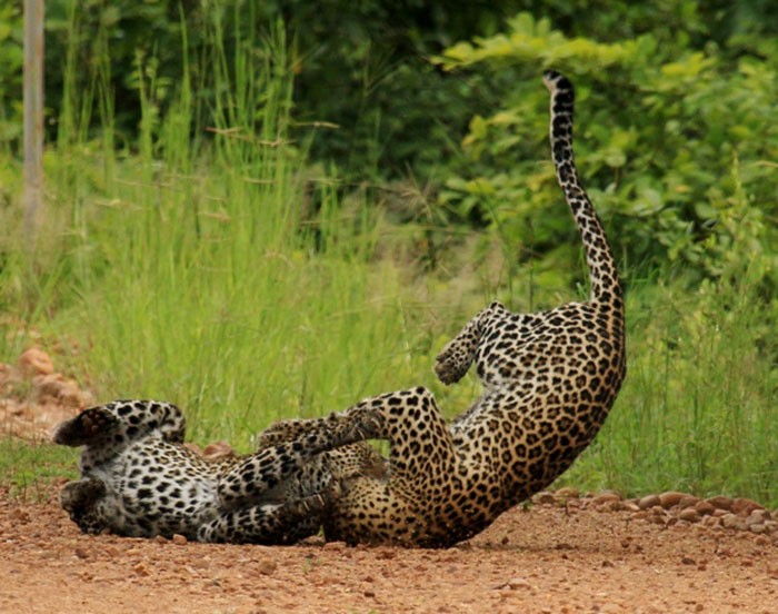 Trong khi đang đi thăm quan Safari Norman Carr ở Zambia, các du khách đã được chứng kiến màn ẩu đả kịch liệt của hai con báo đực, nguyên nhân là do con báo đực yếu thế hơn đã vô tình phá bĩnh màn mây mưa của một cặp báo.